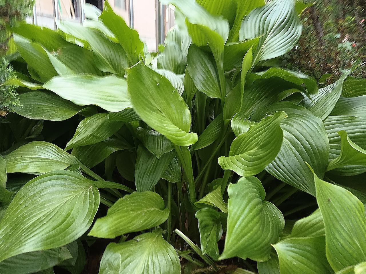 绿意盎然的植物，生机勃勃的自然之美！🌱🌿这盆绿植长得真茂盛啊！