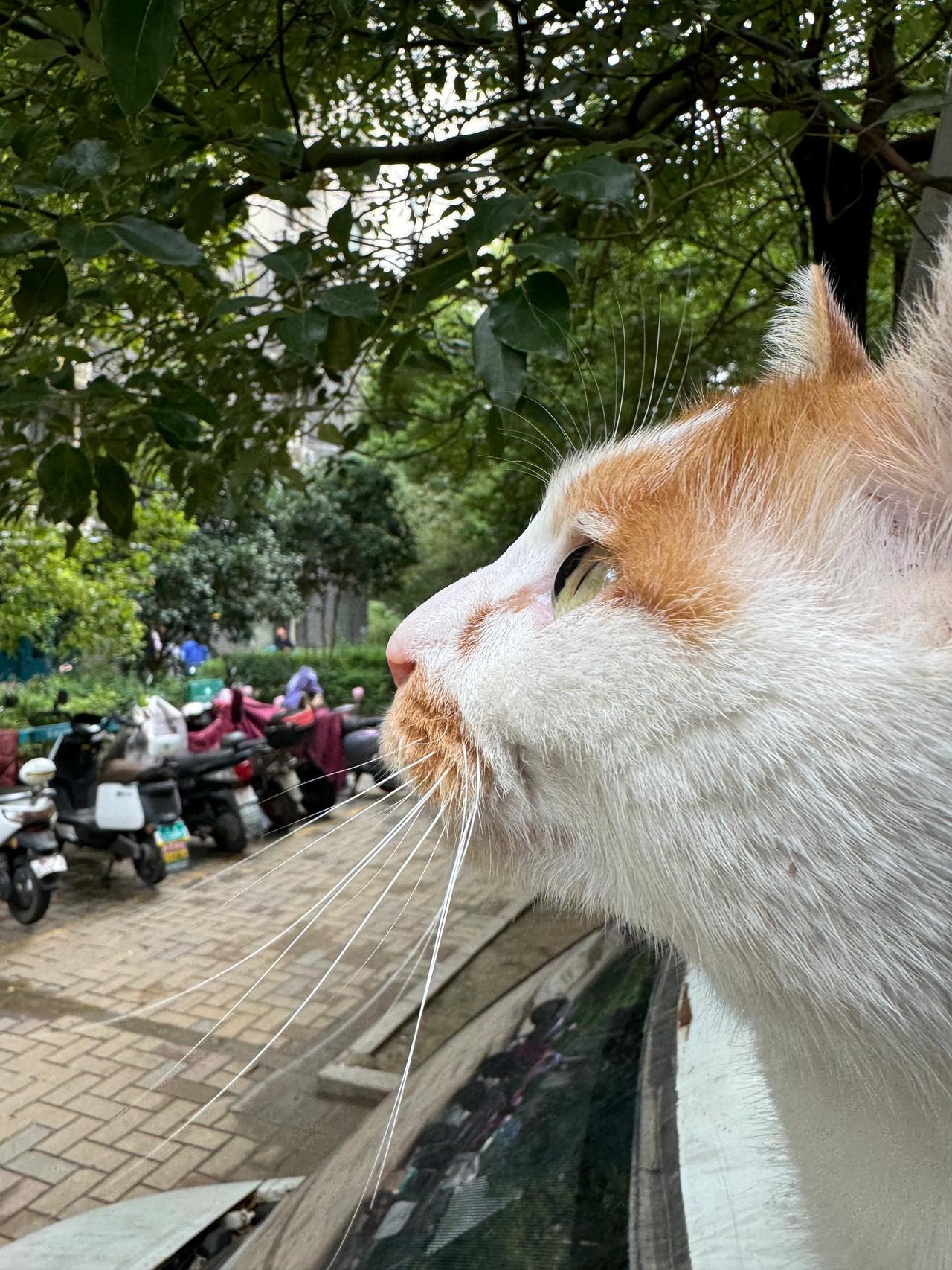 家门口的流浪猫#路边的猫🐱#