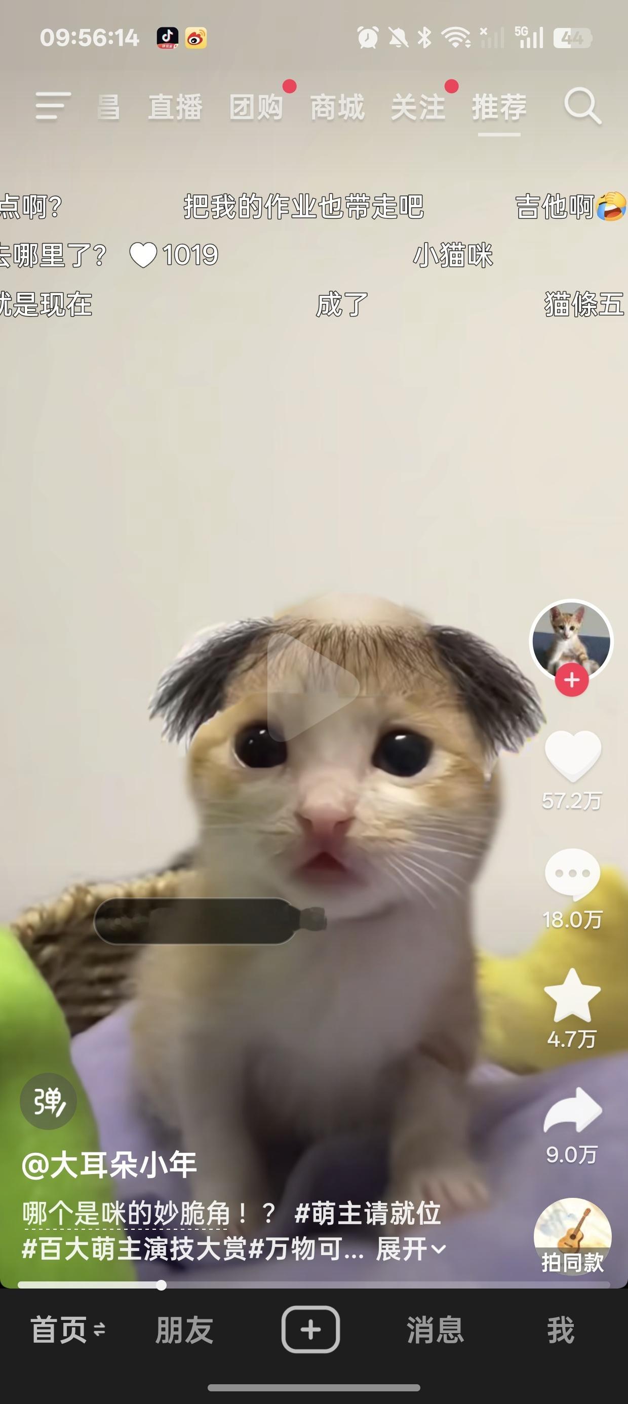 喜欢这个秃毛小猫，哈哈哈 ​​​