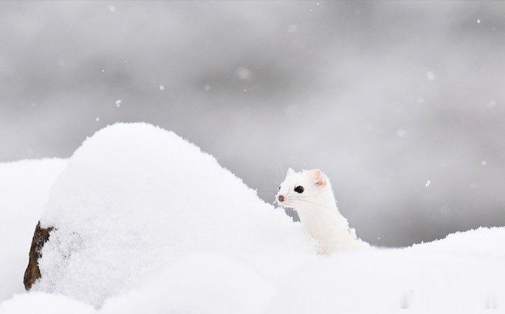 “白鼬，也叫扫雪、短尾黄鼠狼…”白鼬生活在北半球的寒带地区，毛色可以随季节变化，
