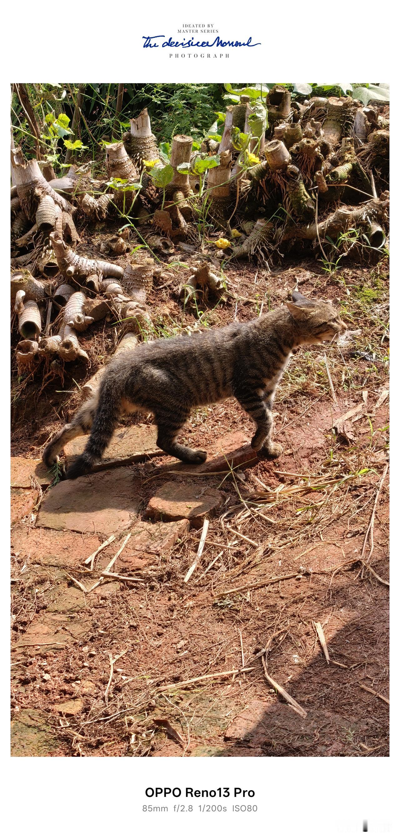 很多人都会有这样的疑惑：猫咪小巧温顺、软软萌萌，老虎高大威猛、霸气凶猛，体型差距