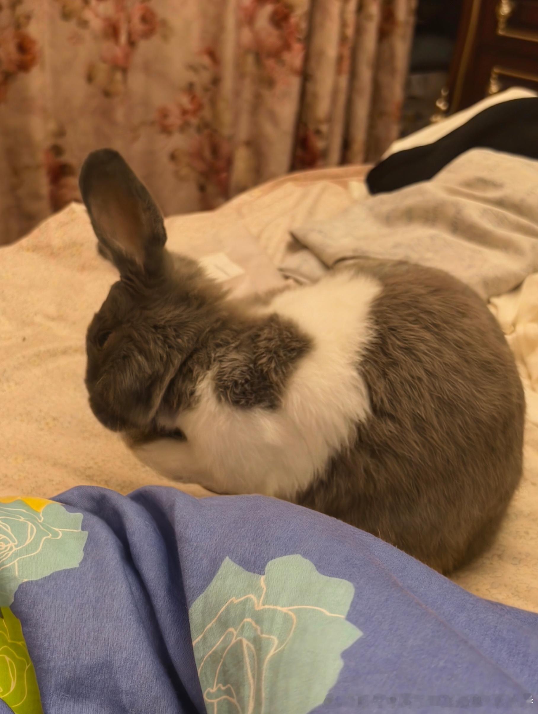 15280🐇【圈】眯眯眼爱洗脸 ​​​
