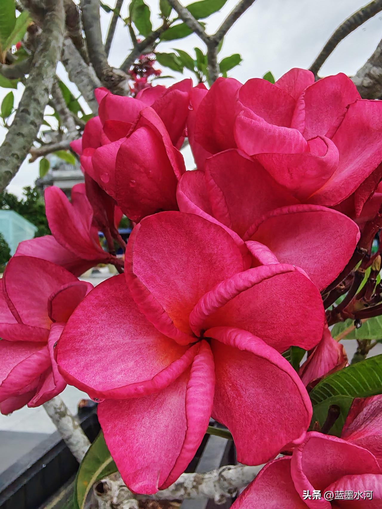 美丽的红鸡蛋花，我赞美你。
         今天在去鱼尾狮公园的路上，发现了一