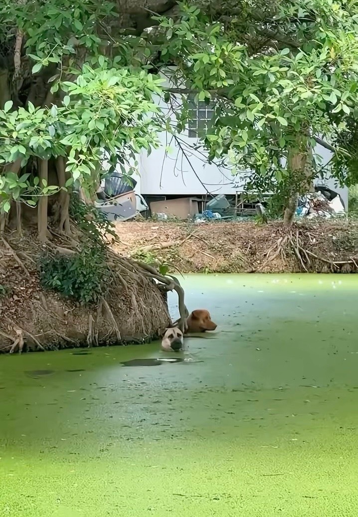 看到两狗子在池塘里泡澡后，网友按耐不住了… 这种问题……可以解决