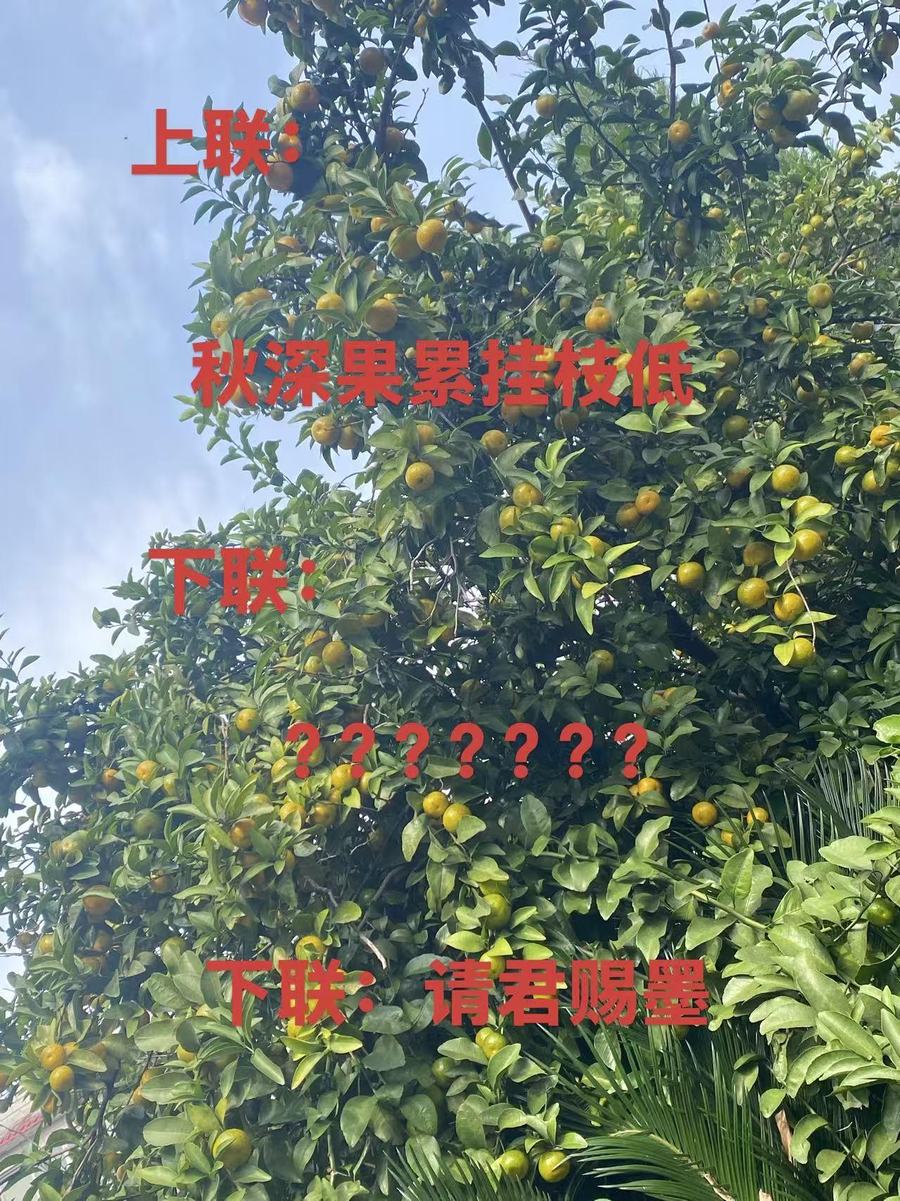 近日偶尔看到庭院树上原本青绿色的果色泛黄，像珍珠般串于枝条之上，至枝头不举。心头