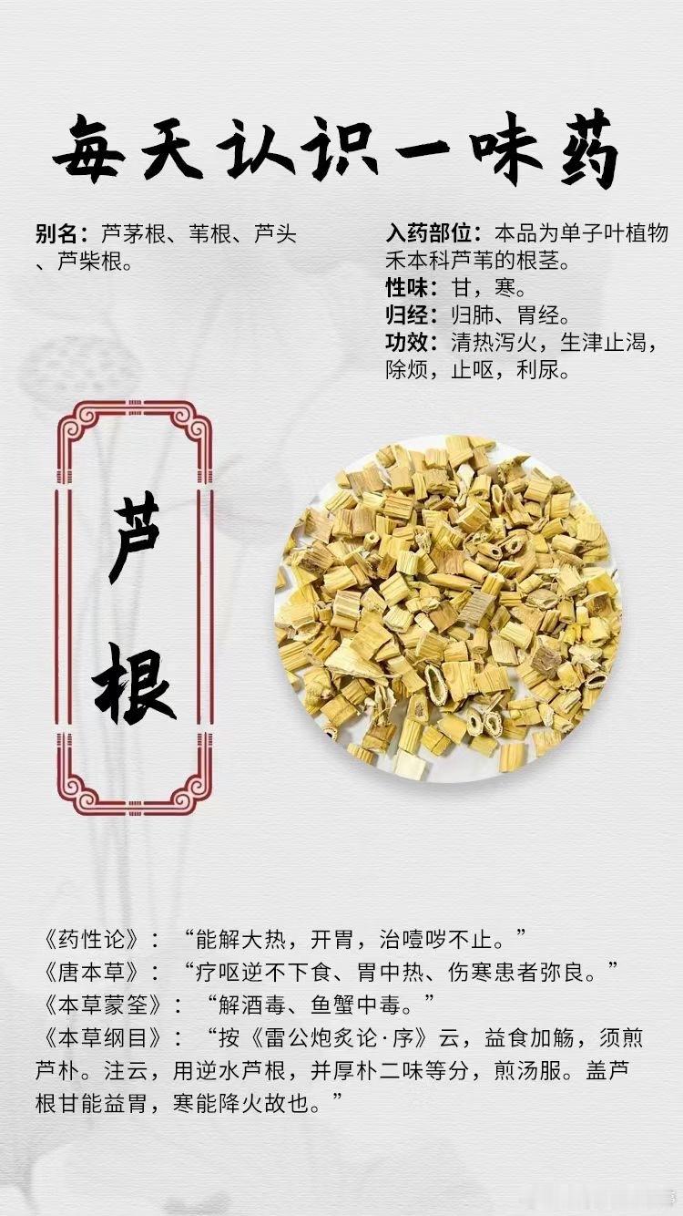  【每天认识一味药】[玫瑰]芦根⭕别名：芦茅根、苇根、芦头、芦柴根。⭕入药部位：