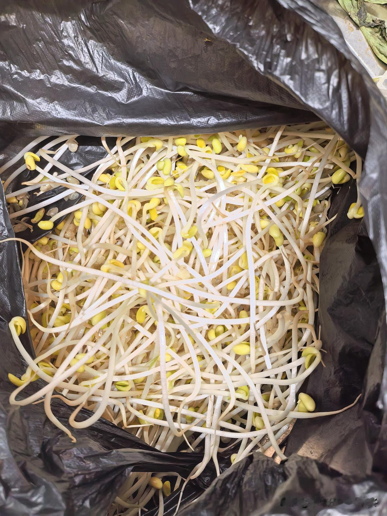 突然想吃老家的黄豆芽，无论是清炒还是凉拌，那香味让人念念不忘，可看了市场上售卖的