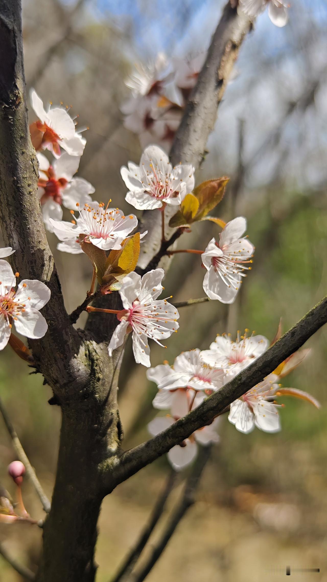 登山路上花争艳，🐝忙，蚂蚱也来争春，嫩叶渐渐舒展