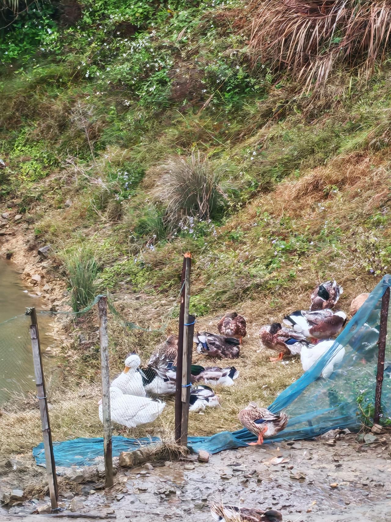乡野闲趣：与鸭群共度的慢时光
 
最近迷上了记录乡野间的小美好，今天就来晒晒我的