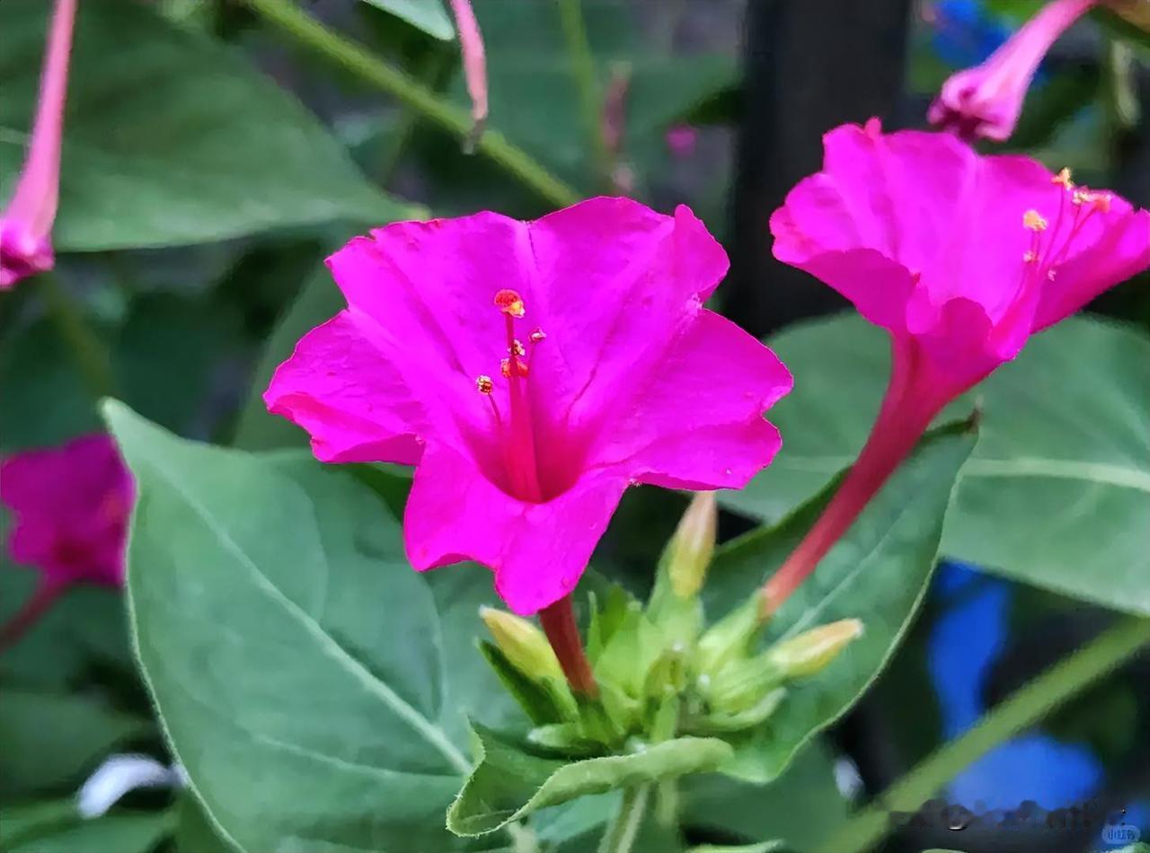 一朵小花，安安静静，等待着独属于自己的盛放。自由自在的本质就是承认自己就是大自然
