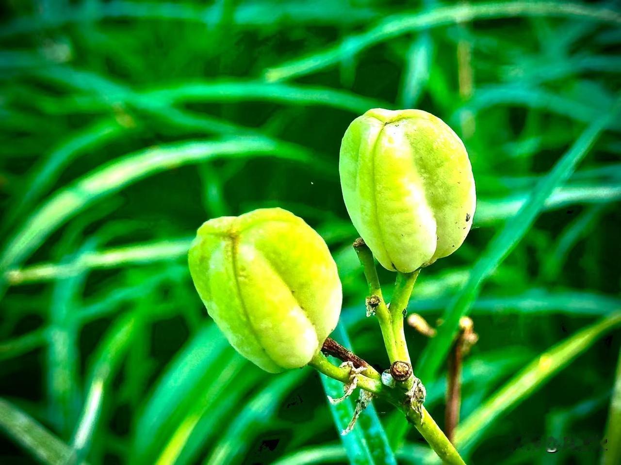只留下思念的疼
             （原创）


母亲节过后
萱草花就开始