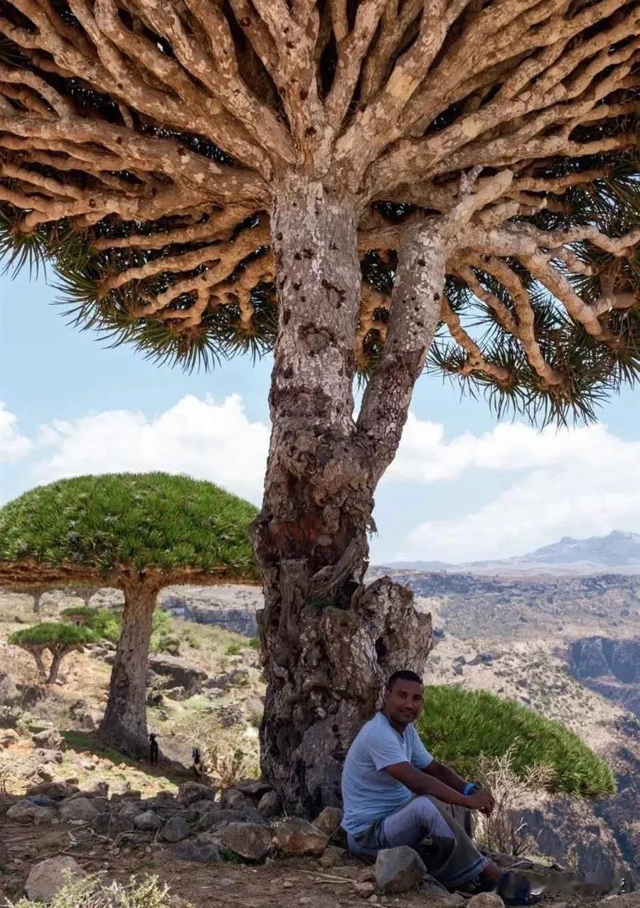 這棵樹有600年了
龍血樹是也門索科特拉島（Socotra Island）最有名