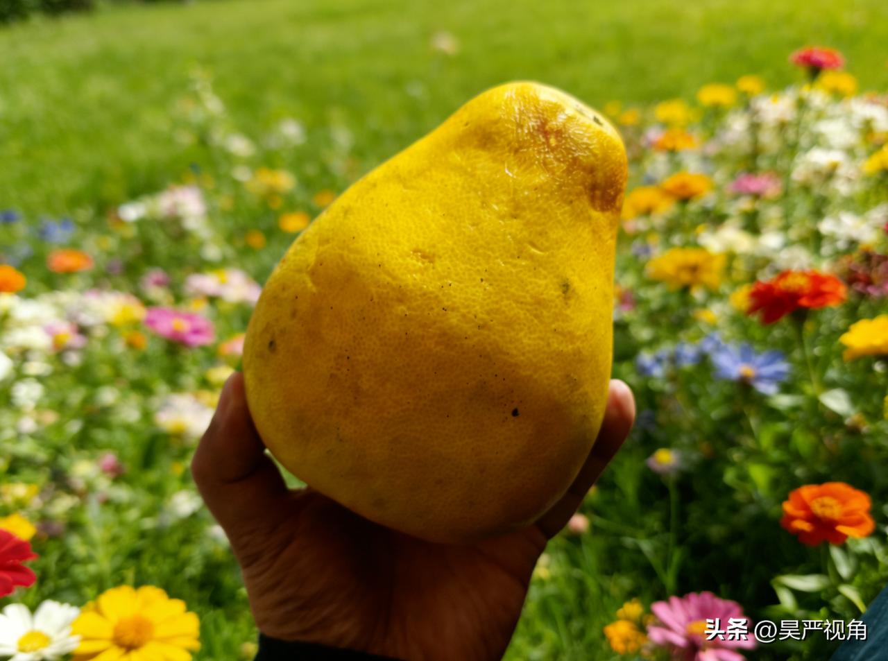 周末出门溜达，路过水果摊本来只想随便买点水果，结果被老板安利了一波“老树柚子”，