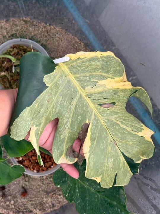 这新芽谁看谁不爱？