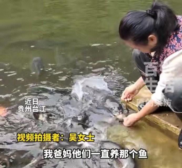 万物皆有灵性。5月7日据GZTV百姓生活报道，贵州台江一名女子分享，母亲在自家池