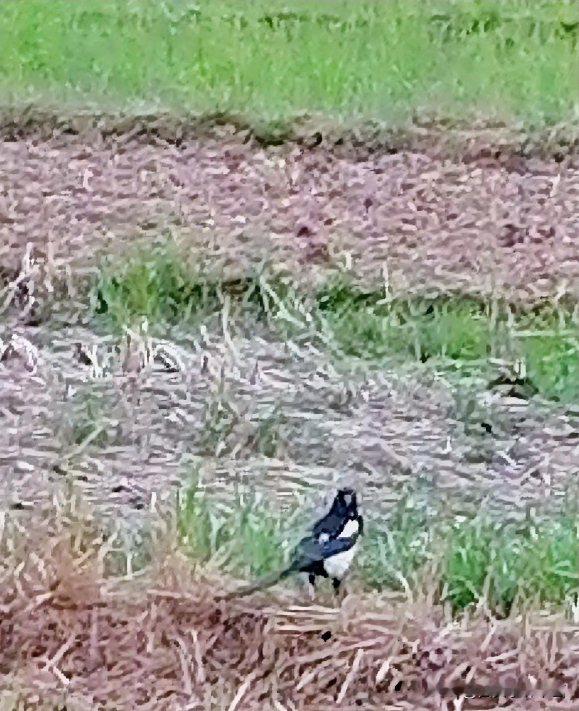 为我的真诚创作点赞！ 👍❤️🔥你也快来发布一条吧！带记录真实生活话题，更容易