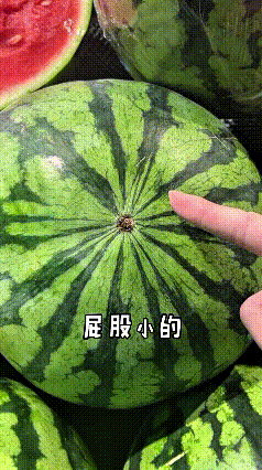 老铁们夏天到了，学学挑西瓜的小技巧，一看一个准👍老实人挑西瓜，光知道拍拍听听。
