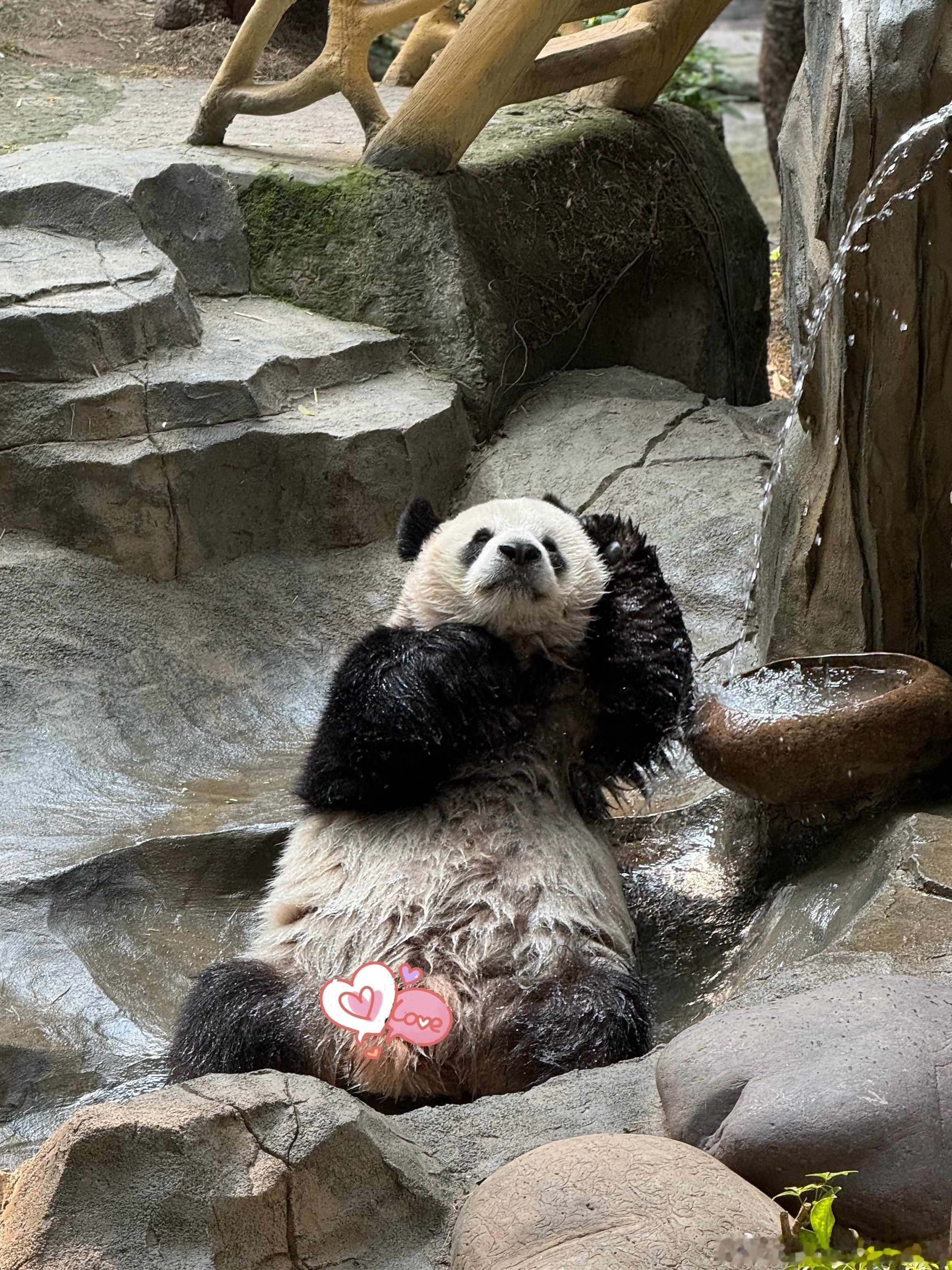 大熊猫重重🐼虫猪～ee到重庆啦……