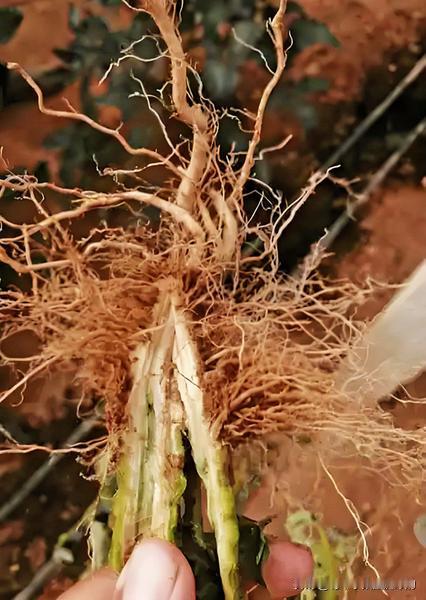 菜园：蔬菜秧子总死根烂棵？
 
菜友种菜，是不是总遇到秧苗没几天就烂根死了？其实