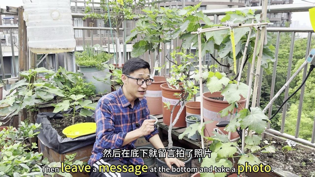 1️⃣抹芽前提条件：先修剪枝条，保留更粗的木质化枝条（如修剪后枝条细、无芽点，可