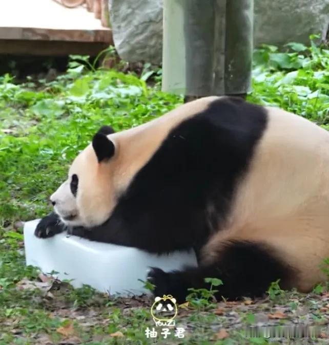 福宝太喜欢冰块了，而且非常勤劳，早上多早就出来上班了，出来静静地趴在冰块上休息，
