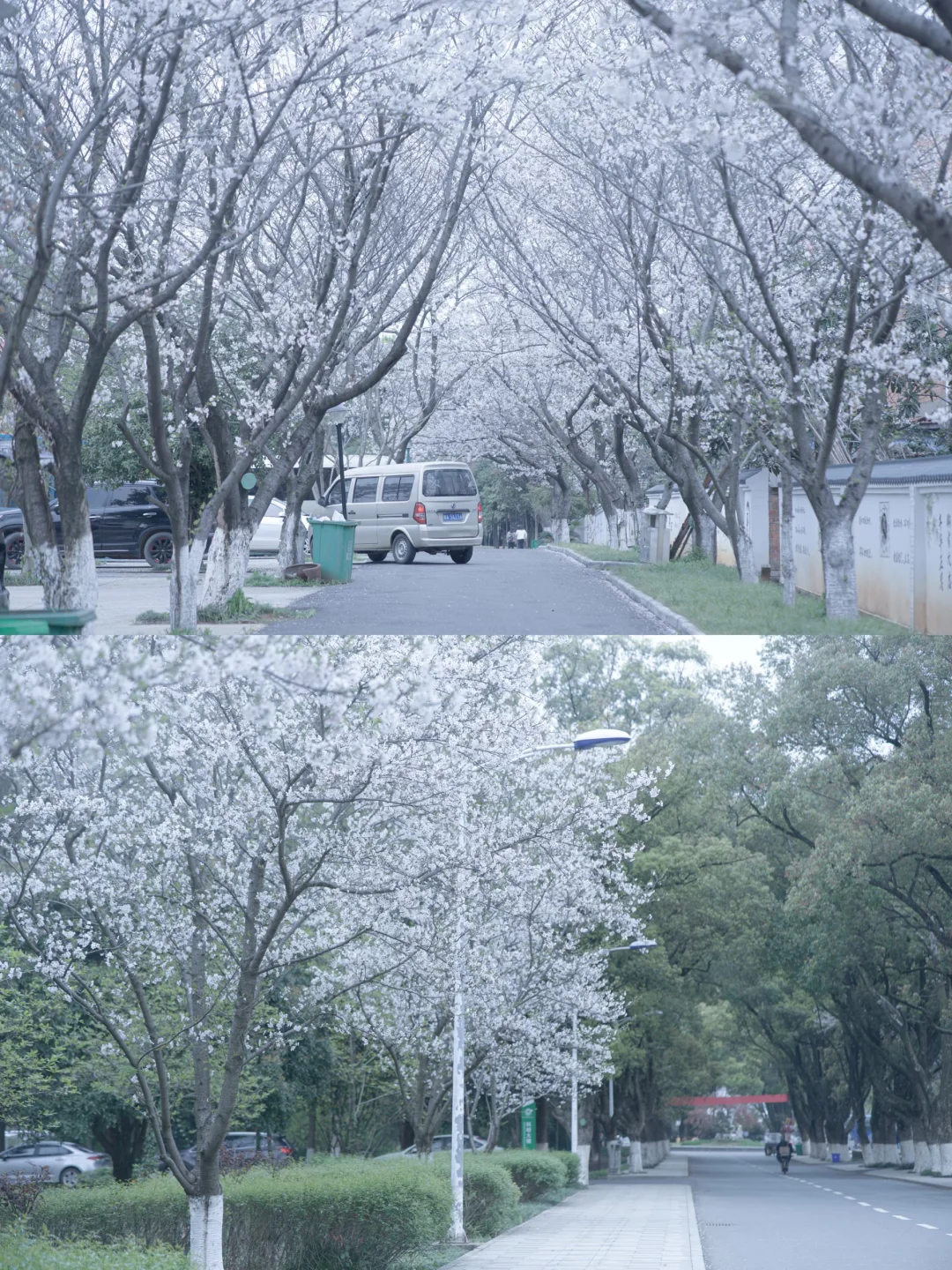 独立摄影师私藏南昌春日限定花期出片指南（附拍摄定位📍）