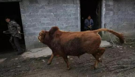 古代，有一个屠夫，在宰割母牛时，被刚断奶的牛犊看见。牛犊悲伤地哞哞叫了好几天，见