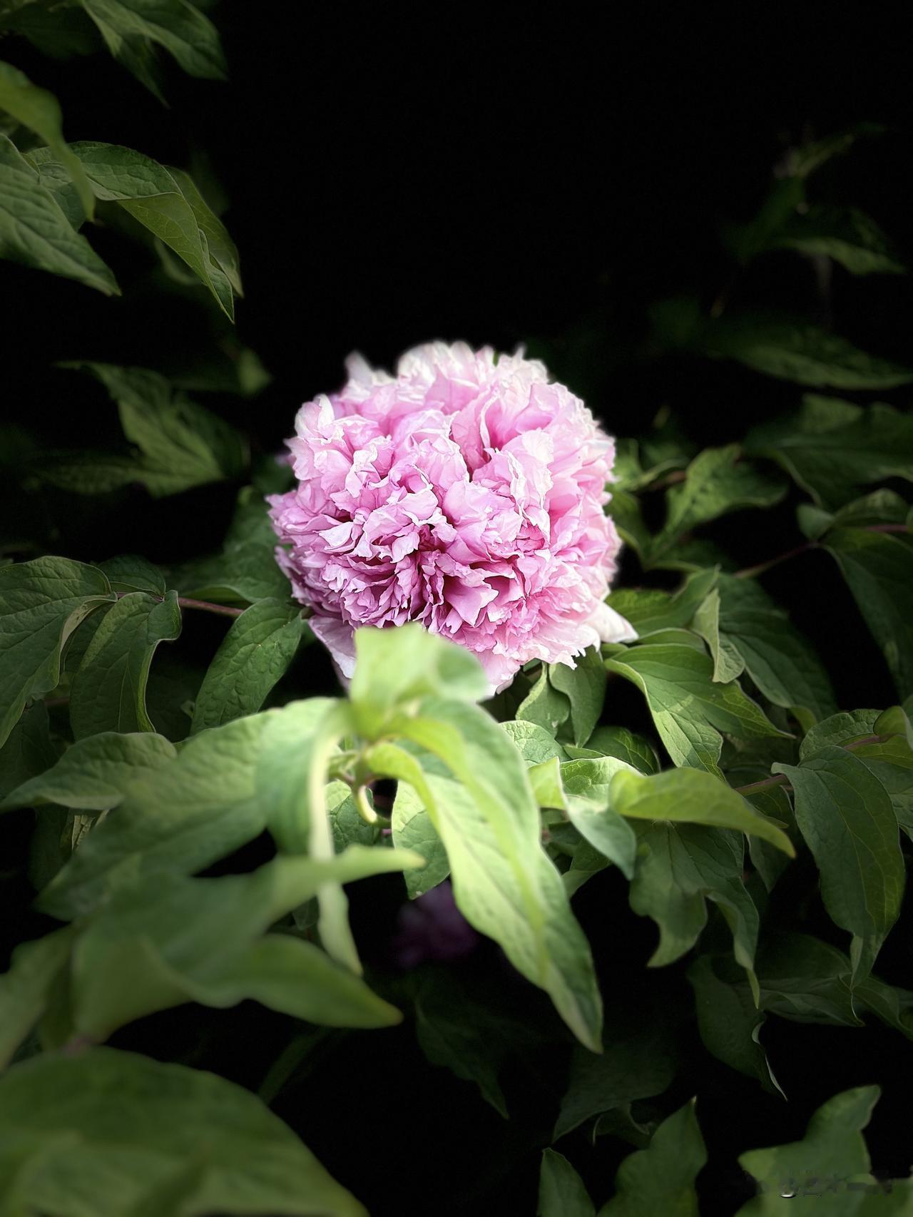 分享相册里最美的花