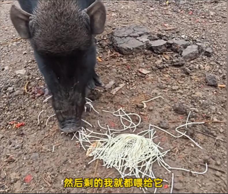 离谱！近日，一名男子在318国道上摆摊卖炒饭，没想到竟遇到了一头野猪。令人惊讶的