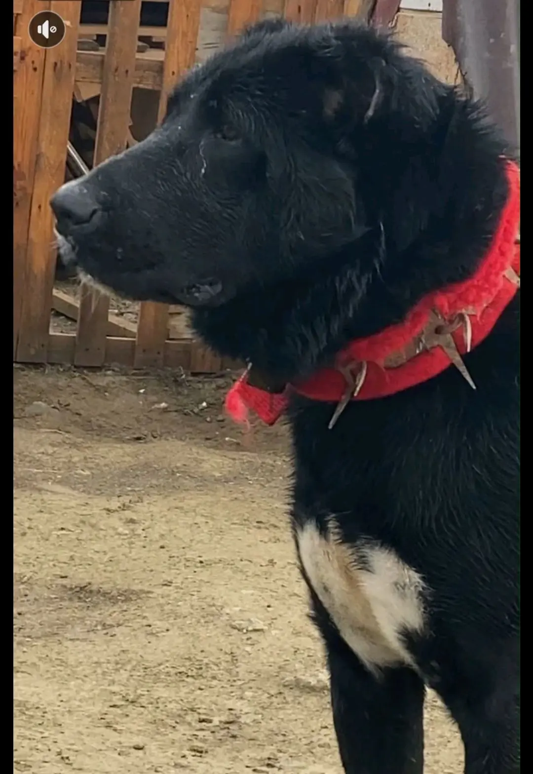 海马纳卡拉西牧羊犬