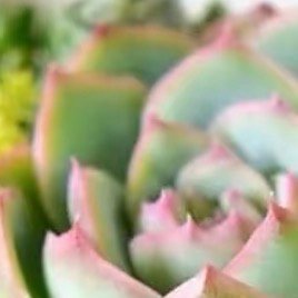 0000多肉植物1、土壤选择想要种植多肉，就需要选择透气性好，容易排水的土壤，可