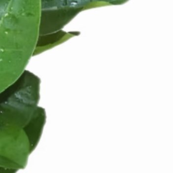 阳光信用每日一善静听雨打芭蕉声，拾遗补阙，细微之处显大爱，日行一善，滋润生命枝叶