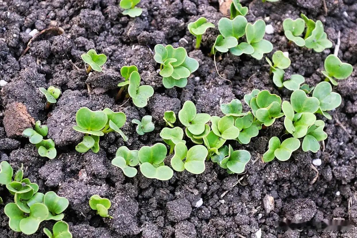 秋分过后，暑气渐消，正是菜园播种的好时节。白菜萝卜长得脆嫩还是松散，关键看播种时