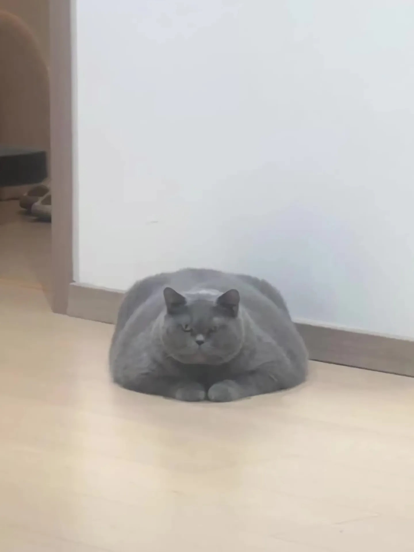 我有一辆大卡车🐈 ​​​