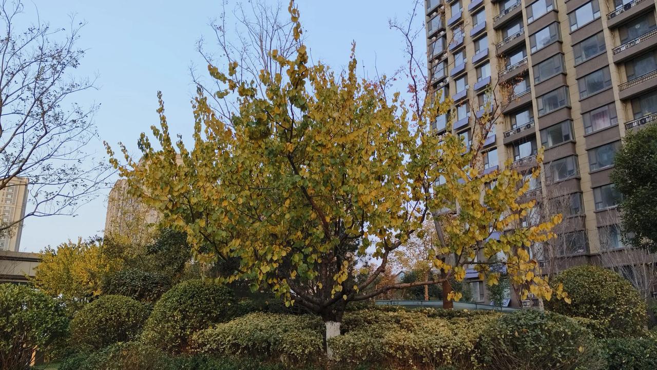 不过是一棵冬天的杏树而已。
你联想到杏花🌸了吗？