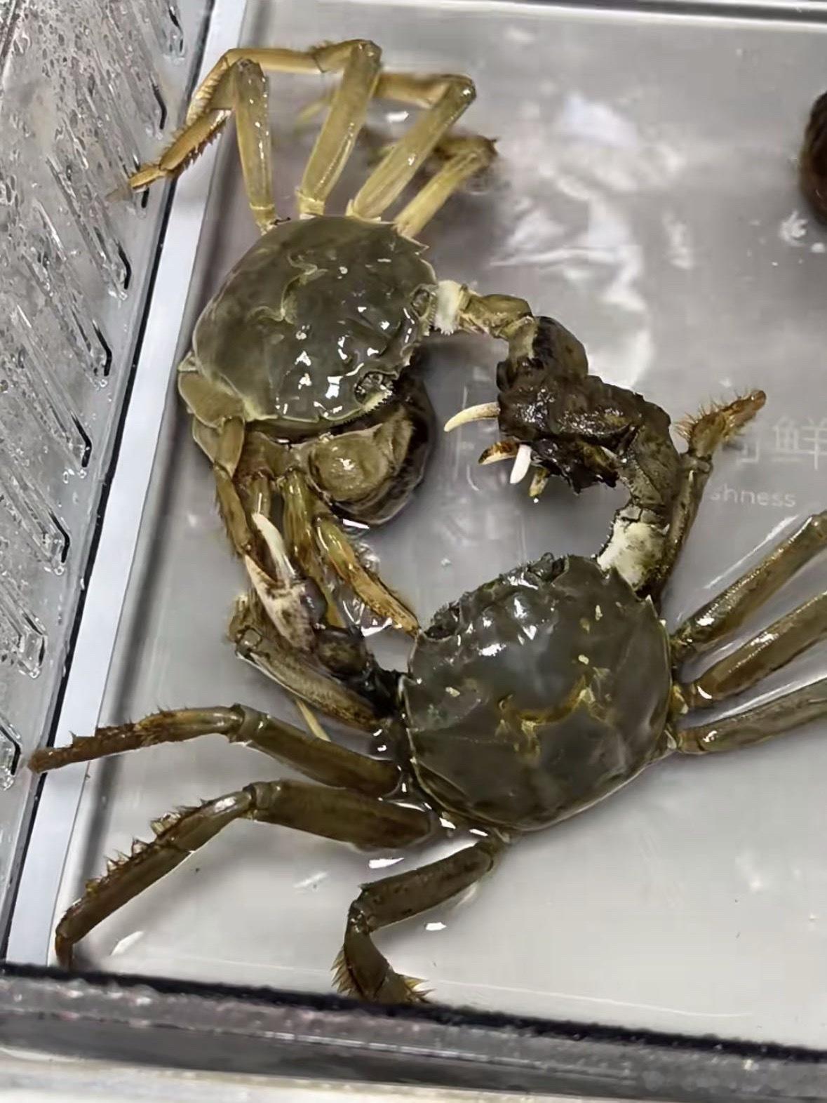 一只大闸蟹引发美国一州恐慌国内看到大闸蟹：好吃到走不动路美国看到大闸蟹：一州恐慌