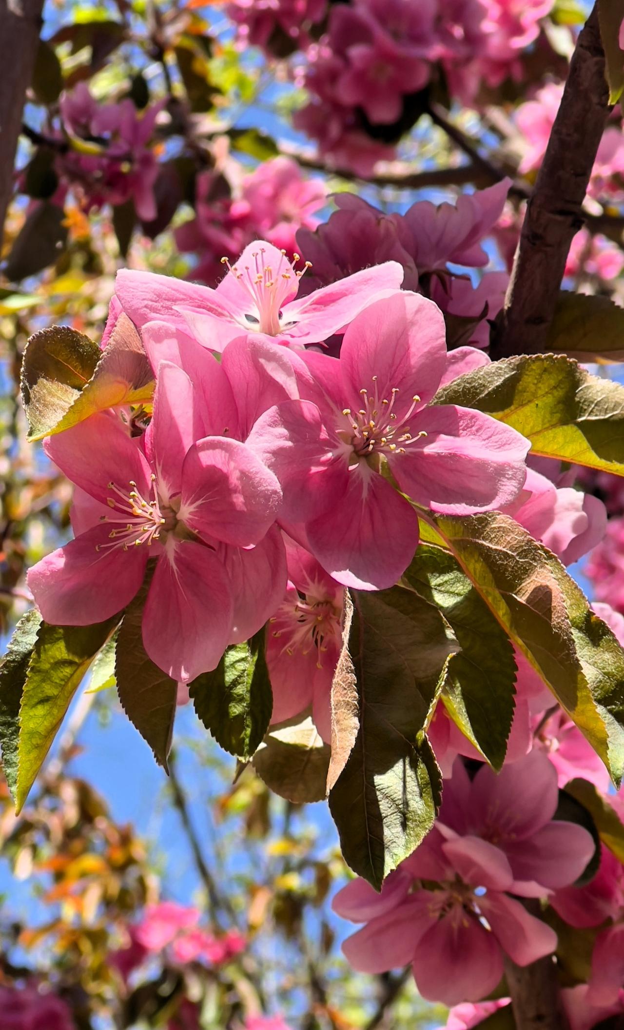分享一下海棠花的相片春日盛开的海棠花，阳光洒满枝头，靓丽迷人，美丽动人。妙笔生花
