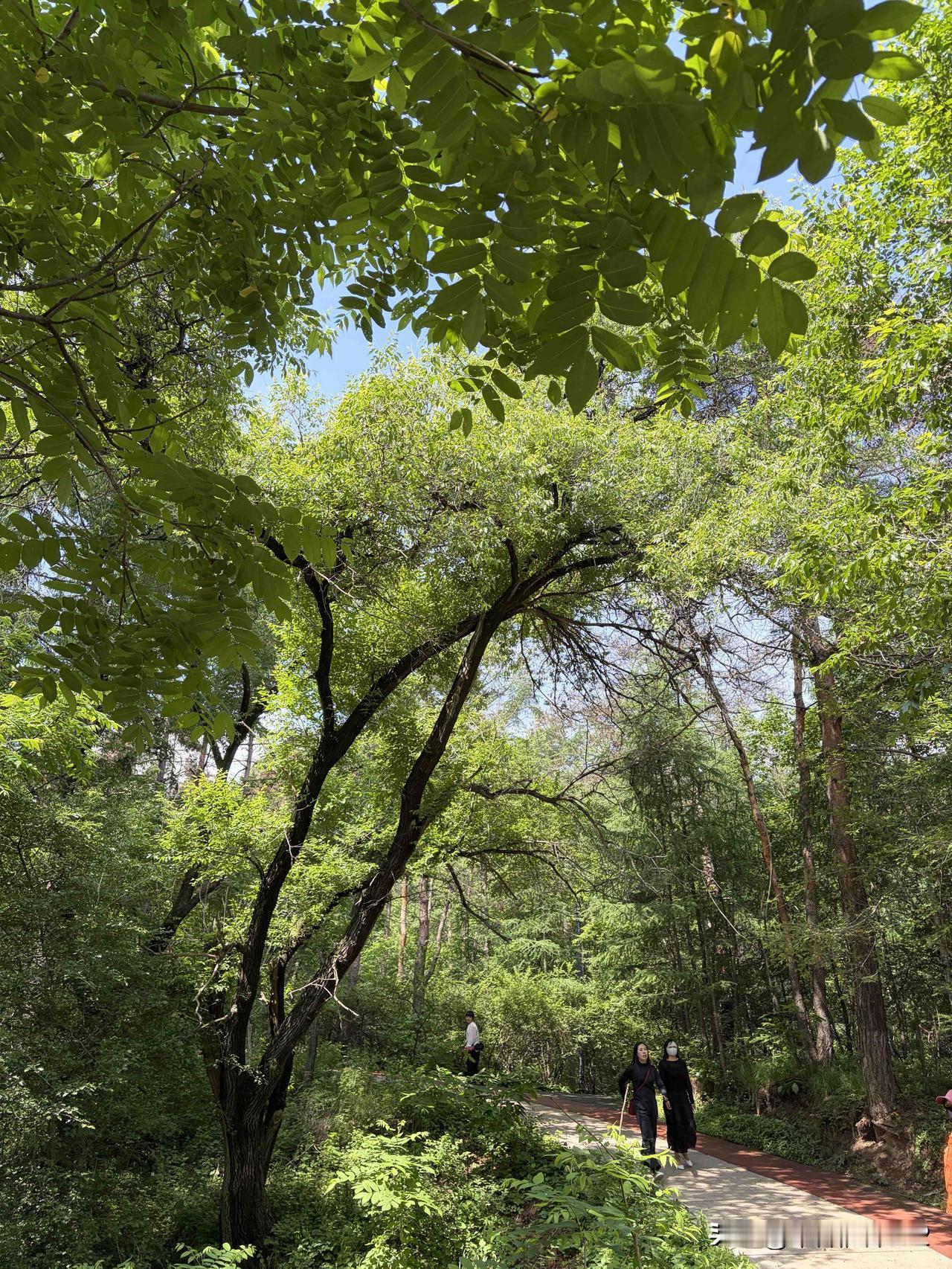 【清凉一夏】
夏日的清凉诗 
小径穿幽林
闻听翠鸟音
我爱山中夏
清爽可人心
夏