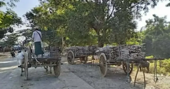 缅甸蔗农今年又要亏了？