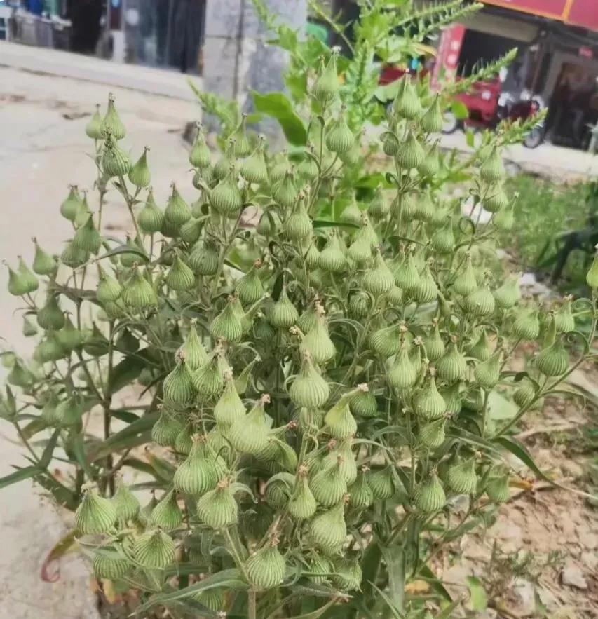 好久没回老家，回去一看，门口居然长了这么一株奇怪的植物，果实有点像是长刺的葫芦，