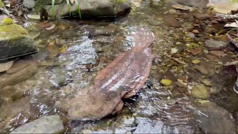 江西宜春铜鼓县成功救助16斤野生娃娃鱼并放生的事件引发关注

近日，江西省宜春市