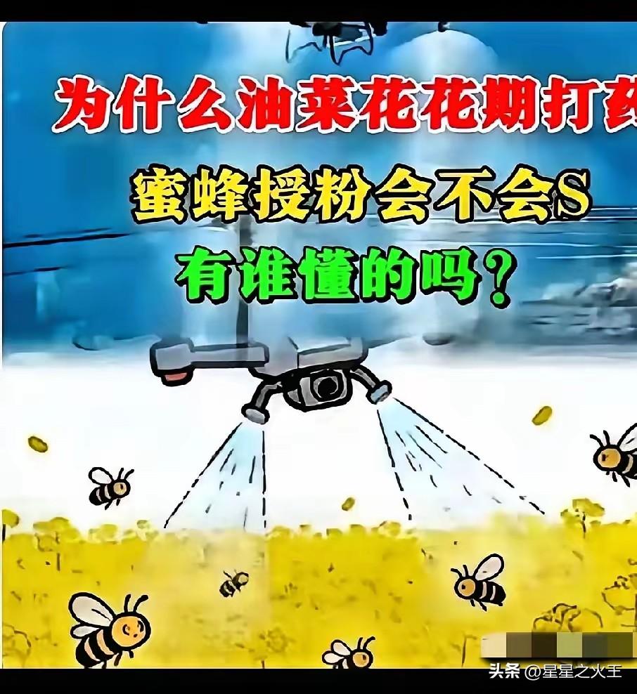 突发！油菜花期恶意喷药，千万蜜蜂惨死，蜂农倾家荡产！此事绝非偶然，必须彻查到底！