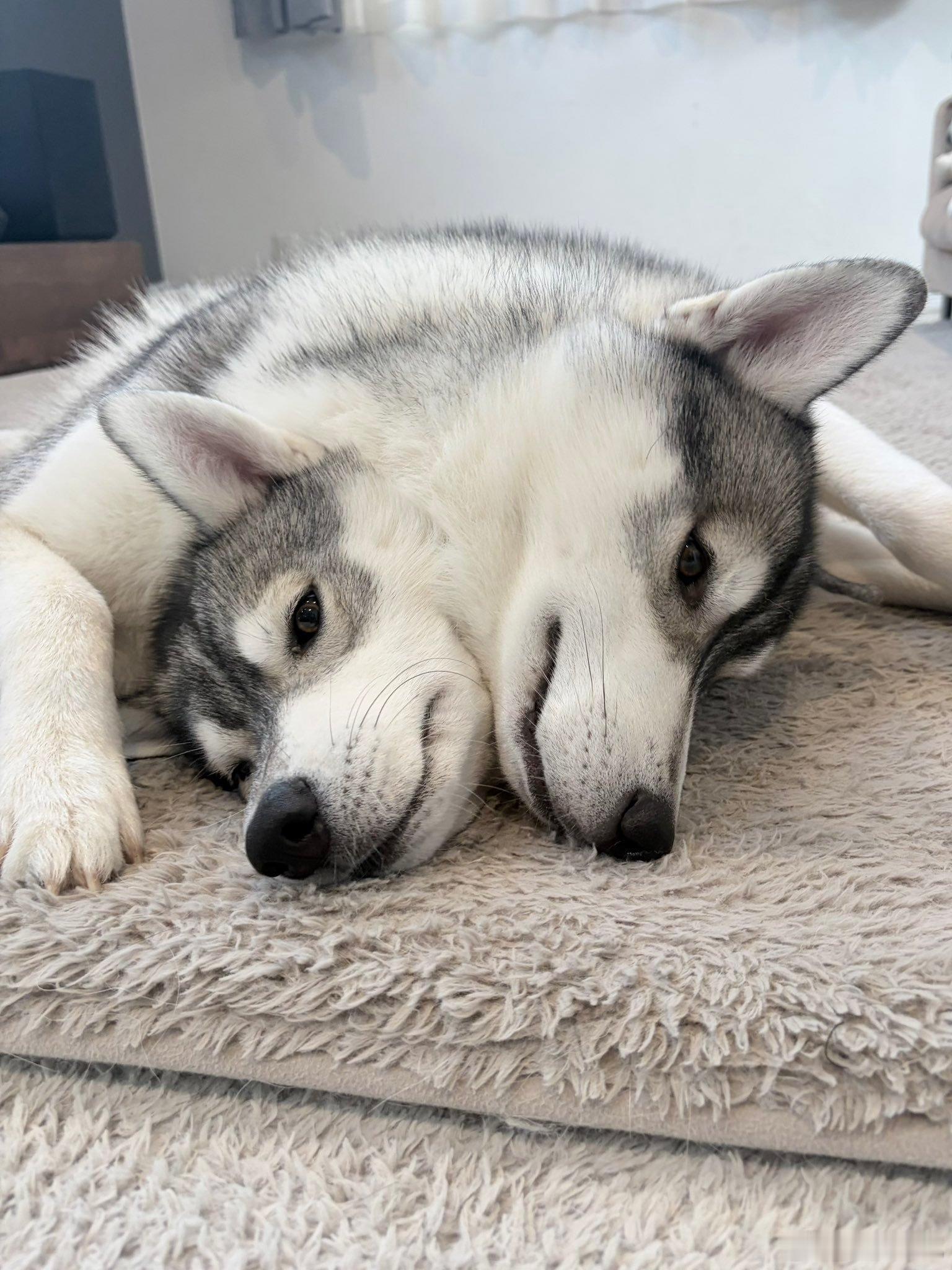 粘得太紧了，像三头犬一样