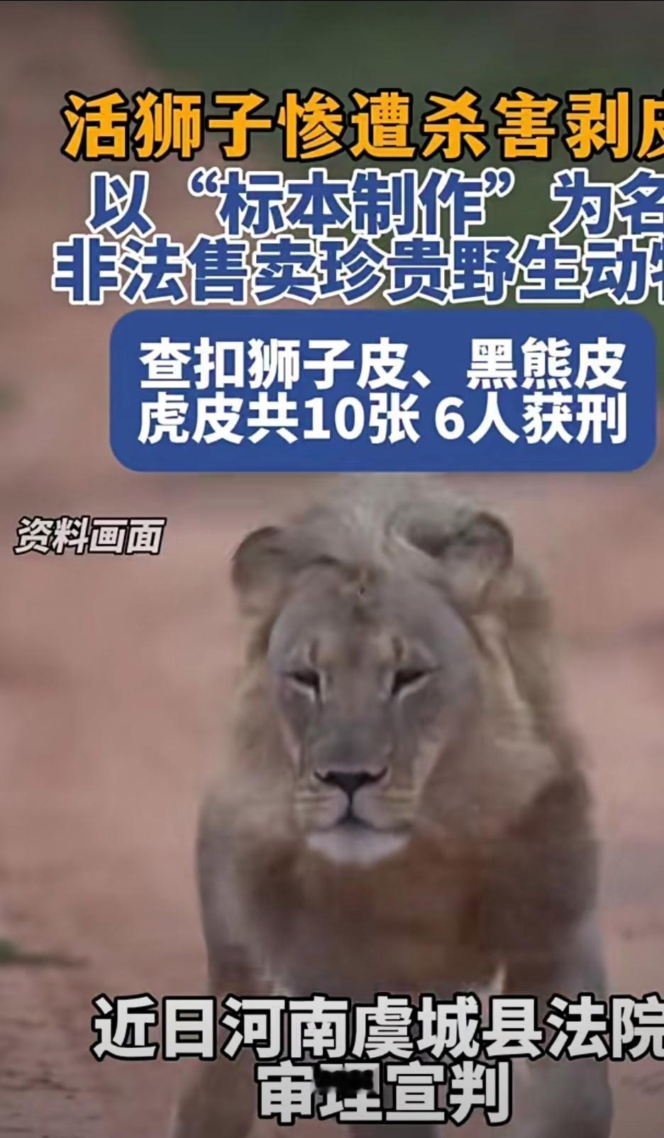 河南猎杀狮子无人指责，广西夫妇避险锁狮反被谩骂？

昨天刚说了广西贵港王丽媛夫妻