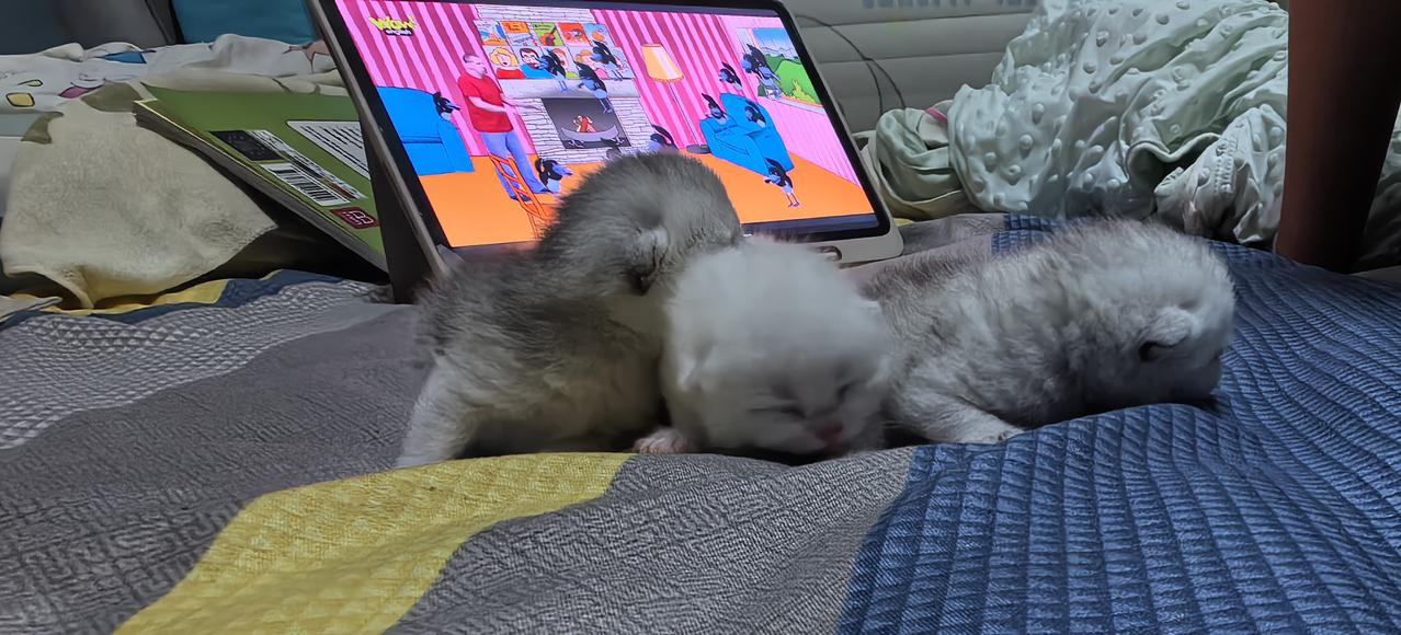 三只可爱喵🥰🥰🥰🥰
