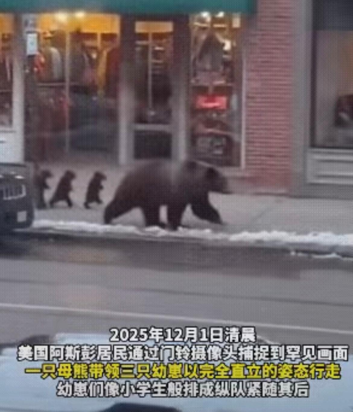 这熊家三口也太会“入乡随俗”了吧！熊妈妈带着三个崽崽逛小镇，崽崽们居然都站直了两