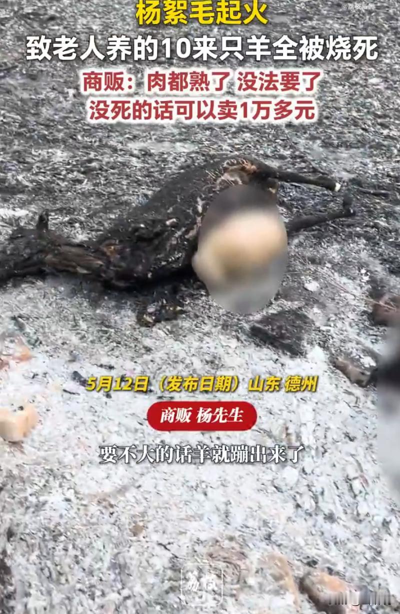 山东德州，一位干收羊的师傅在这行十几年了，羊瘸腿的、生病的、瘦得皮包骨的，他都能