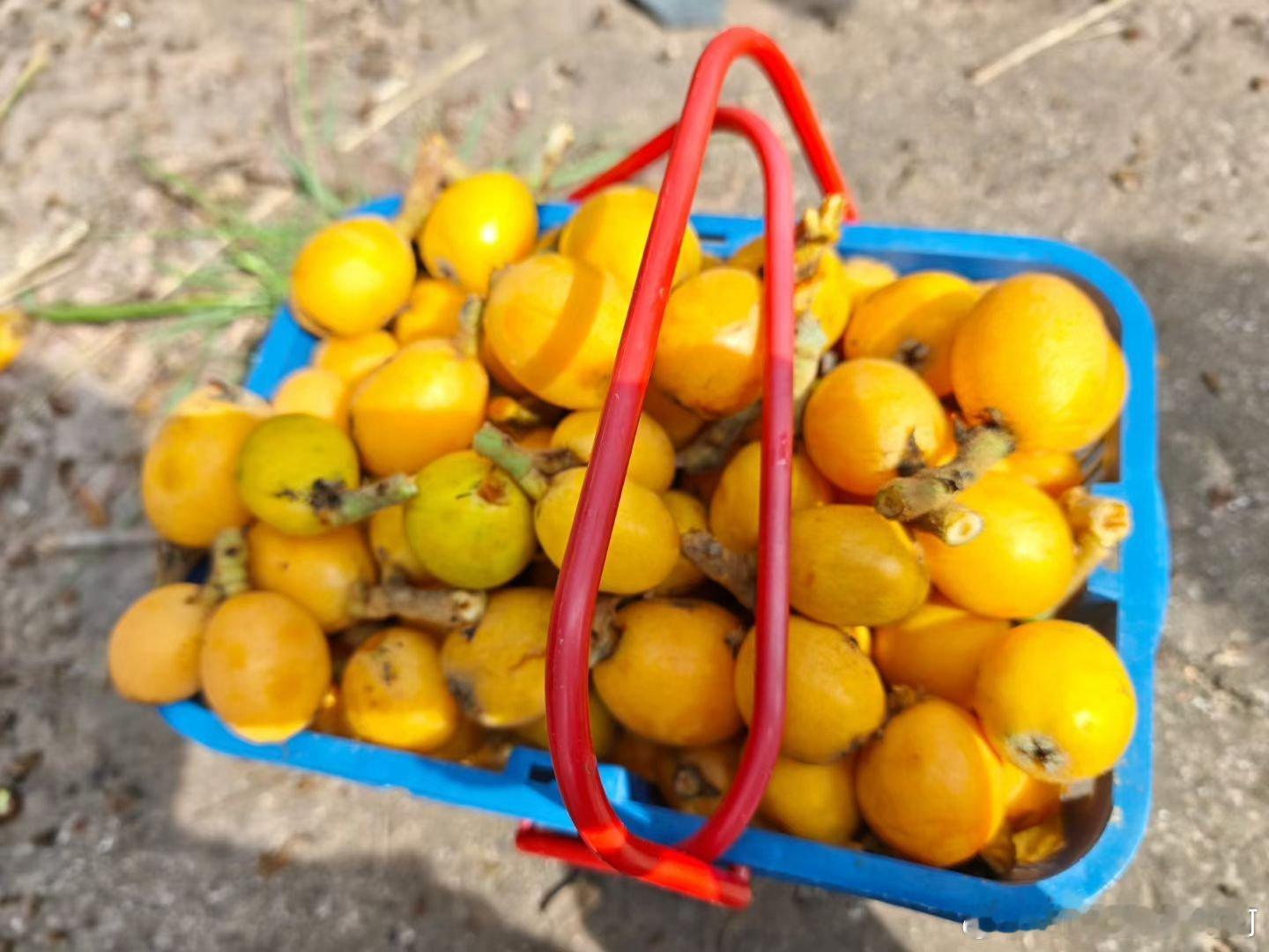 我说我没有采到坏果，战绩可查