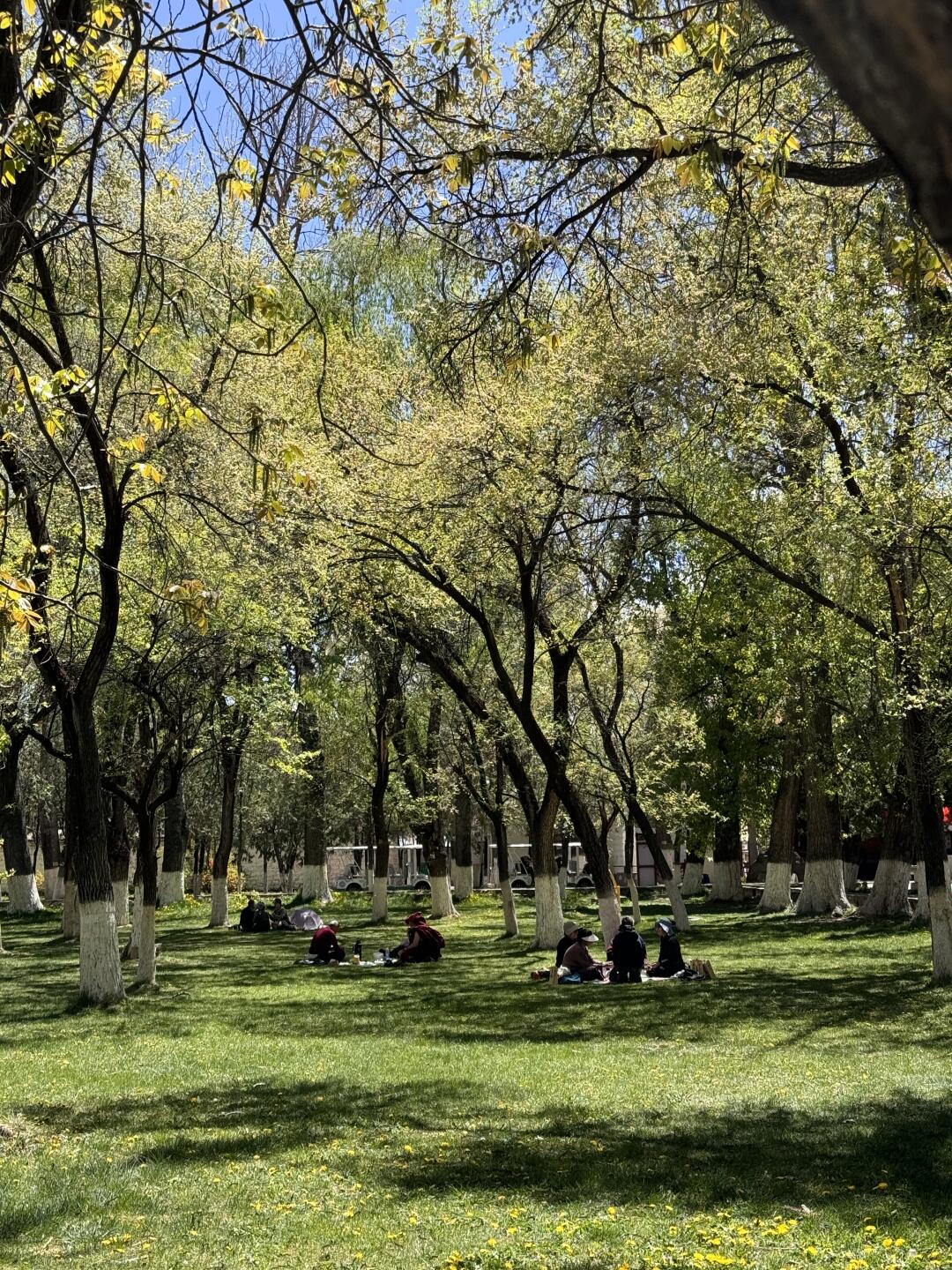 离开拉萨前一定要去.....好chill🍃....