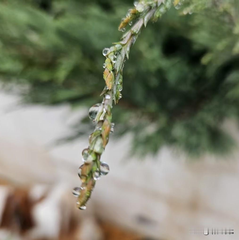 一夜春雨绵绵落，晓来清气满乾坤。
千般烦扰随风散，满目清新伴我行。